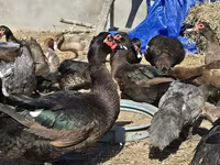 Ducks — Foto 7
