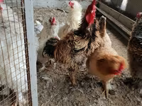 Chickens — الصورة 2