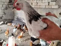 Chickens — photo 2