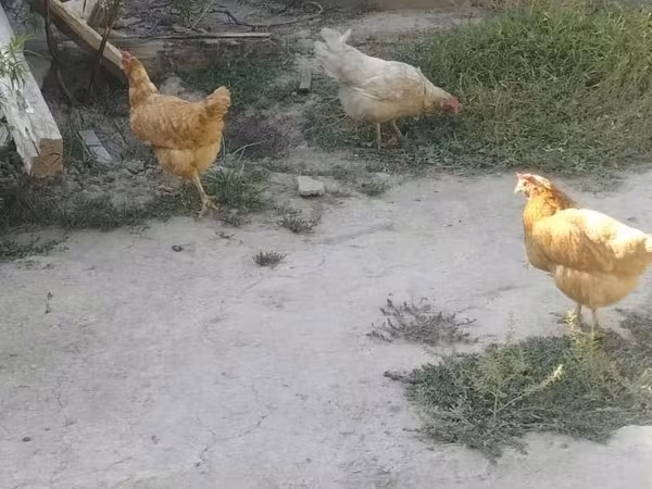 Chickens
