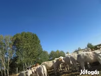 Touro, Charolais cattle — foto 1