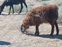 Qoç, Edilbay sheep — foto 3