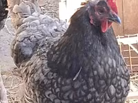 Australorp — photo 4