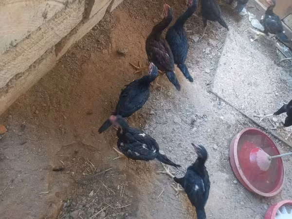 एडलर सिल्वर