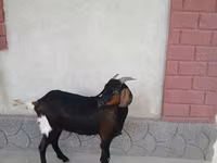 Goat, Nubian Goat — photo 4
