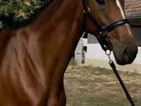 Égua, Hanoverian — foto 1