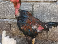 Chickens — photo 2