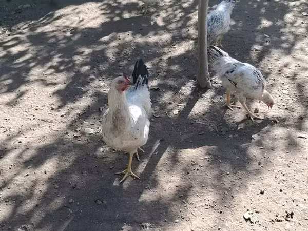 Адлерская серебристая