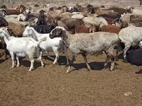 भेड़, भेड़ — फ़ोटो 4