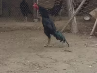 Chickens — الصورة 4
