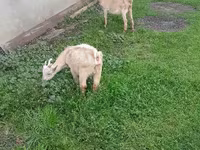 Billy Goat, Goats — photo 2