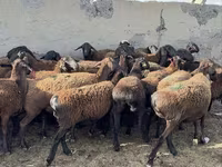 Qoç, Qoyunlar — foto 4