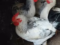 Chickens — फ़ोटो 4