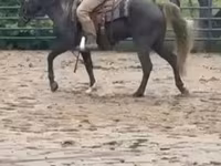 घोड़ा, Rocky Mountain Horse — फ़ोटो 8