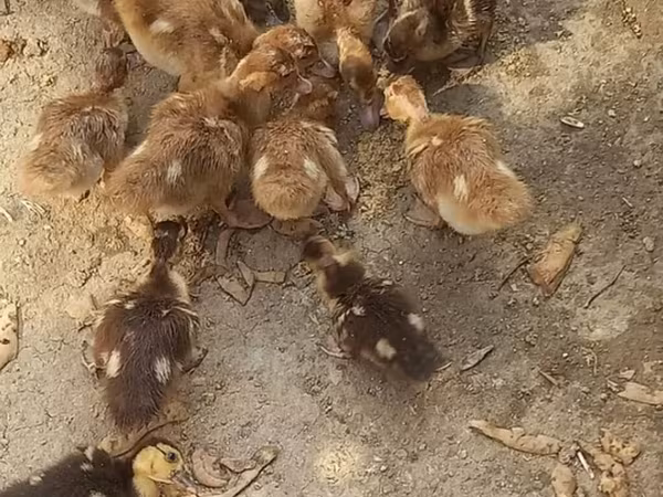 Ducks — Azerbaijan