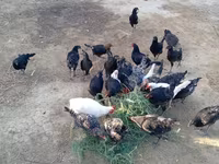 Chickens — फ़ोटो 3