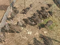 Turkeys — الصورة 2