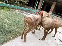 Owca, Arashan sheep — zdjęcie 4
