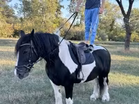 Klisna, Gypsy horse — foto 3