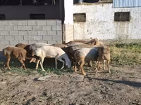 Sheep (batch, sex not specified), Merino sheep — photo 1