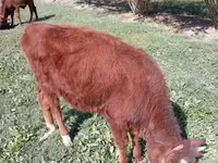 Cattle (batch, sex not specified), Cattle — photo 2