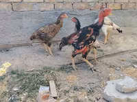 Ayam Cemani — foto 3