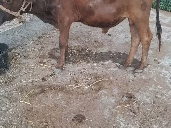 牛只（批次，未指定性别）, Cattle