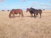 Klisna, Horse breed — foto 4