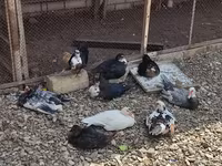 Chickens — foto 4