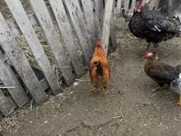 Chickens — foto 7