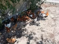Chickens — photo 1