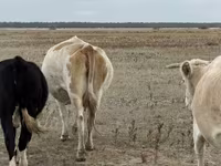 Vaca, Latvian Blue cattle — foto 2