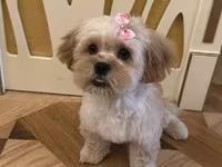 Maltipu – 2 yaş, peyvəndləri olunub. - Cins: Maltipoo (Maltese x — 照片 1