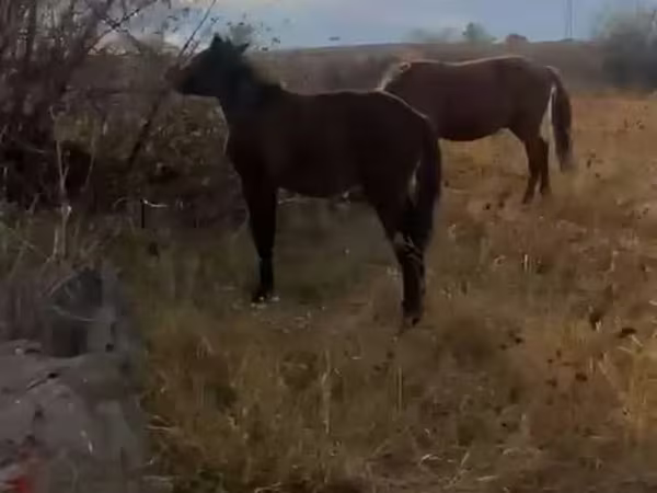 Кінь, Коні