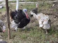 Turkeys — foto 3