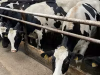 İnək, Yaroslavl cattle — foto 4
