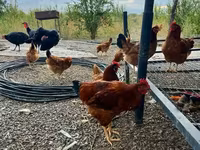Chickens — الصورة 4
