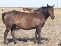 Égua, Mugalzhar horse — foto 8