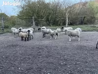 Beran, White Suffolk sheep — foto 3