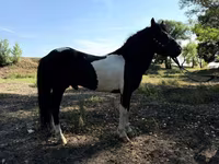 Caballos (lote, sexo no especificado), American shetland pony — foto 3