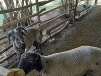 Sheep (batch, sex not specified), Merino sheep — photo 2