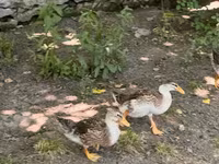 Ducks — الصورة 3