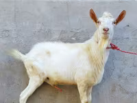 Billy Goat, Dutch Landrace goats — photo 1