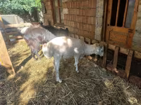 Ram, Sheep — photo 3