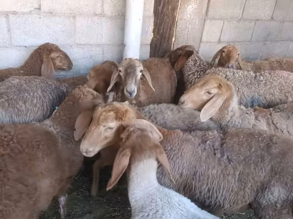 Sheep, Arashan sheep