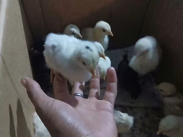 Chickens — Azerbaijan