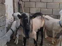 Keçi, Alpine goat — foto 3