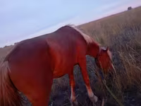 Cavalo, Cavalos — foto 3