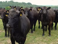 Cow, Holstein breed — photo 8