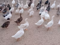 Ducks — الصورة 3